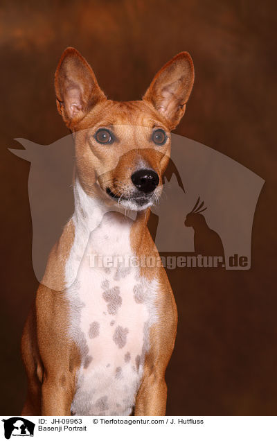 Basenji Portrait / JH-09963