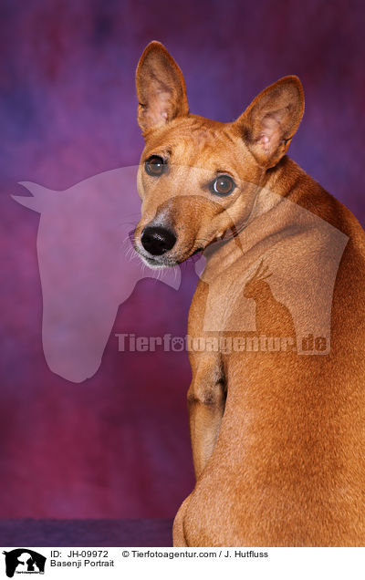 Basenji Portrait / JH-09972
