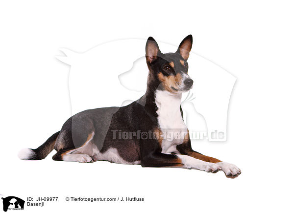 Basenji / JH-09977