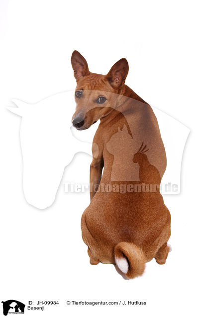 Basenji / Basenji / JH-09984