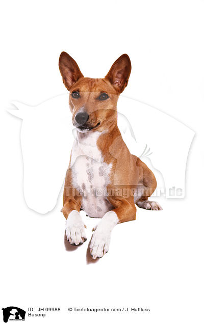 Basenji / JH-09988