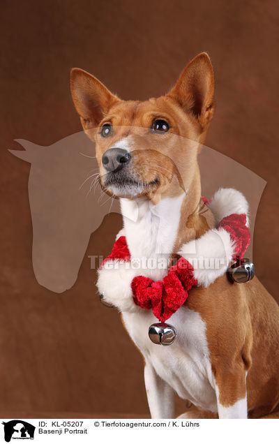Basenji Portrait / KL-05207