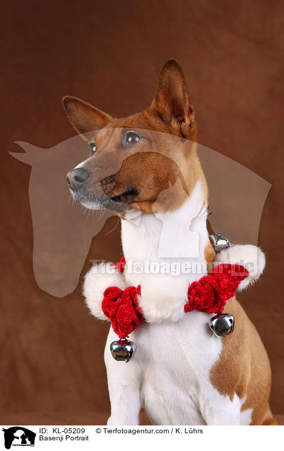 Basenji Portrait / KL-05209
