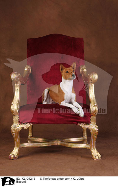 Basenji / Basenji / KL-05213