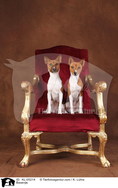 Basenjis / Basenjis / KL-05214