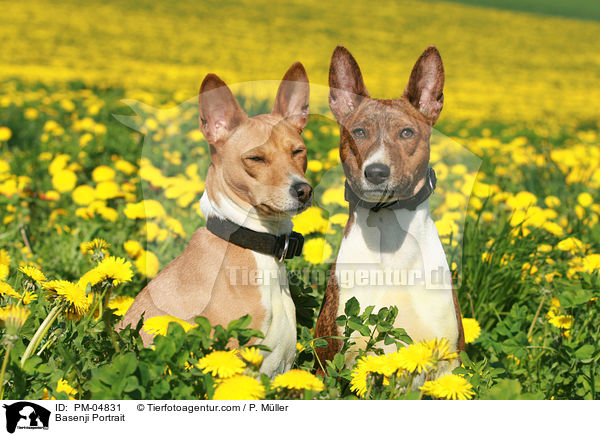 Basenji Portrait / PM-04831