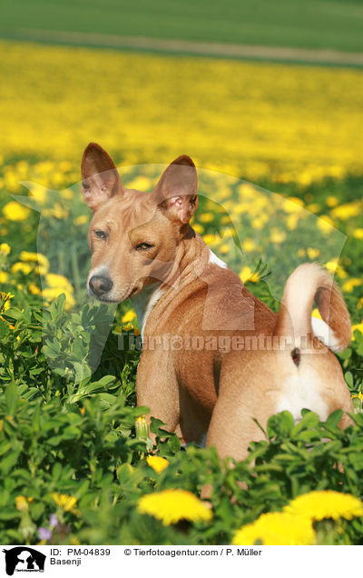 Basenji / PM-04839
