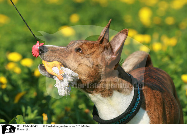 Basenji / PM-04841