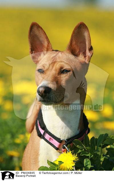 Basenji Portrait / PM-04845