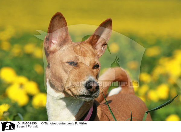Basenji Portrait / PM-04850