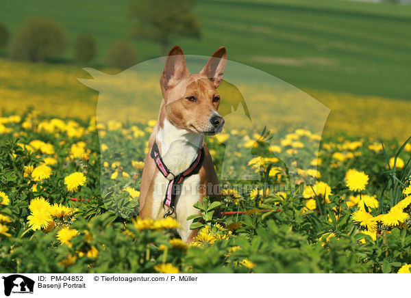 Basenji Portrait / PM-04852