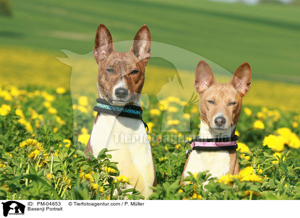 Basenji Portrait / PM-04853