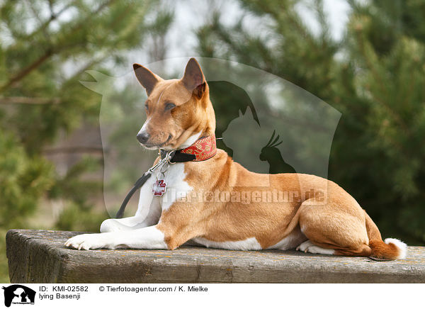 lying Basenji / KMI-02582