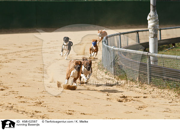 rennende Basenjis / running Basenjis / KMI-02587