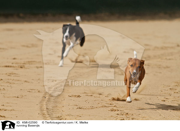 rennende Basenjis / running Basenjis / KMI-02590