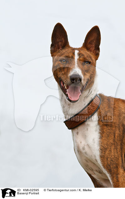 Basenji Portrait / KMI-02595