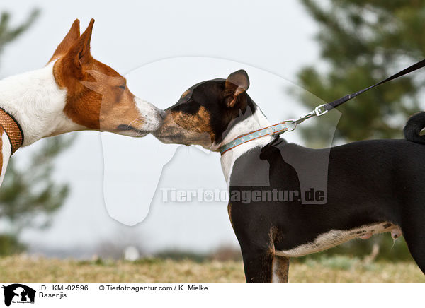 Basenjis / KMI-02596