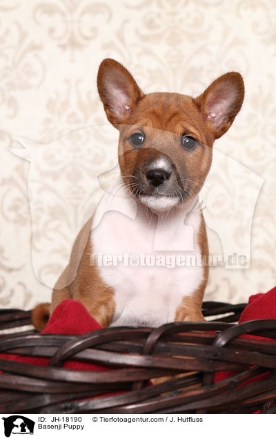 Basenji Welpe / Basenji Puppy / JH-18190