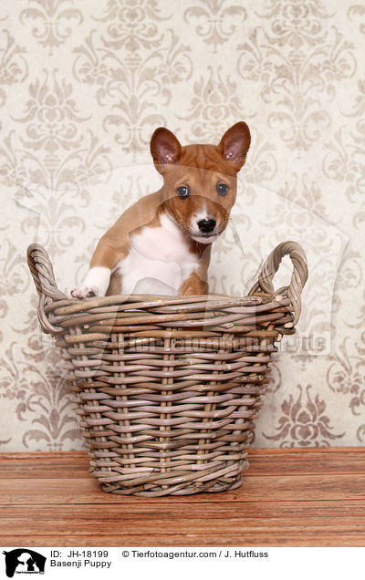 Basenji Puppy / JH-18199