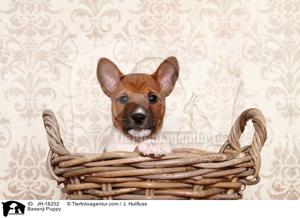 Basenji Welpe / Basenji Puppy / JH-18202