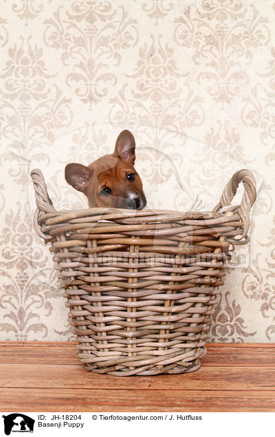 Basenji Puppy / JH-18204