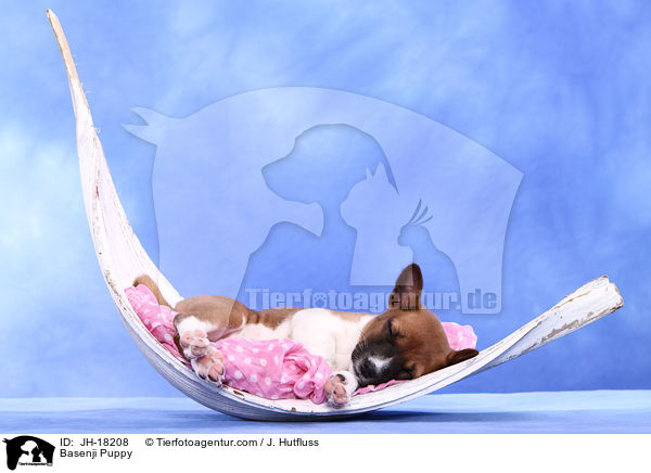 Basenji Puppy / JH-18208