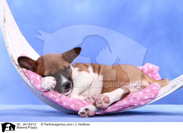 Basenji Puppy / JH-18212