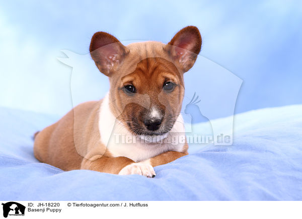 Basenji Welpe / Basenji Puppy / JH-18220