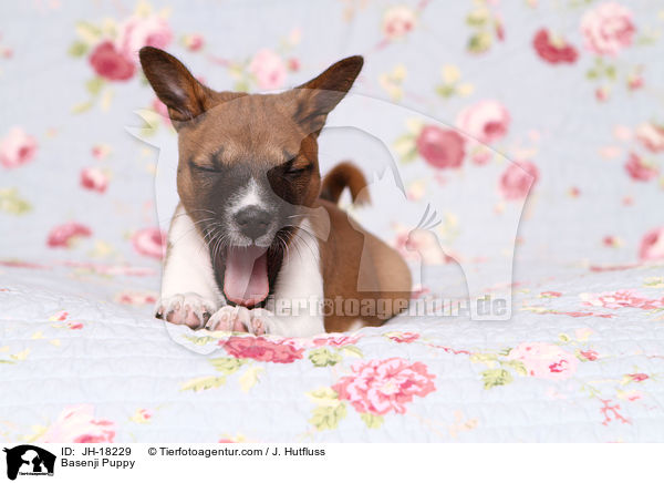Basenji Welpe / Basenji Puppy / JH-18229