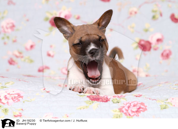 Basenji Welpe / Basenji Puppy / JH-18230