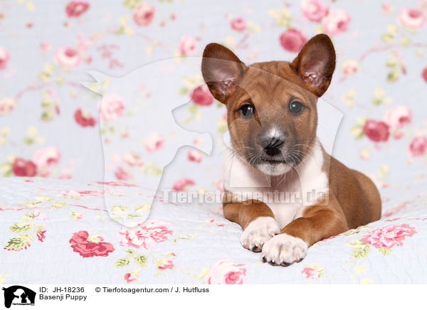 Basenji Welpe / Basenji Puppy / JH-18236