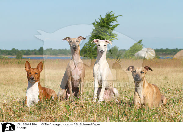 4 Hunde / 4 dogs / SS-44104