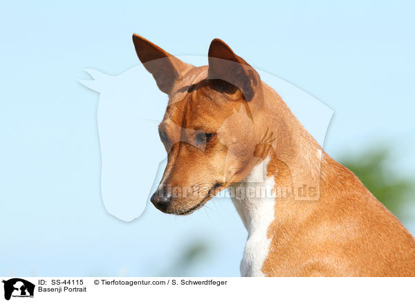 Basenji Portrait / SS-44115