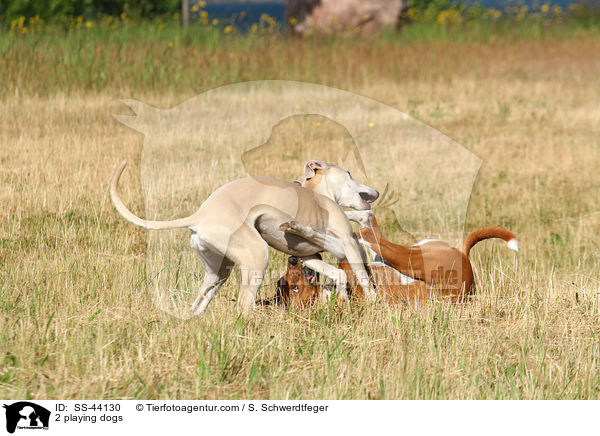 2 playing dogs / SS-44130