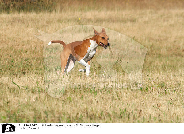 rennender Basenji / running Basenji / SS-44142