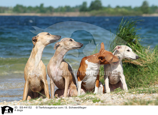 4 Hunde / 4 dogs / SS-44152