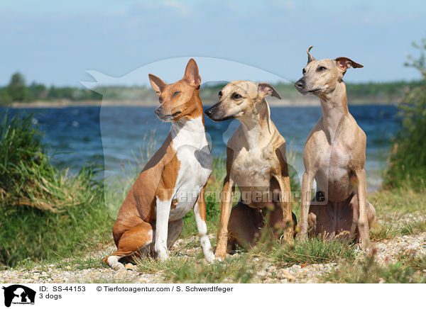 3 Hunde / 3 dogs / SS-44153