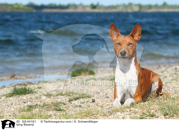 liegender Basenji / lying Basenji / SS-44161