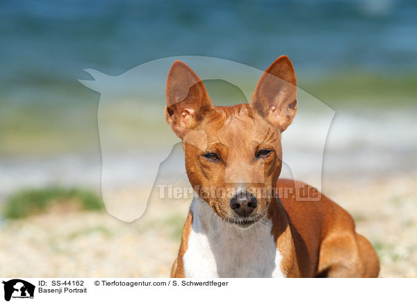 Basenji Portrait / Basenji Portrait / SS-44162