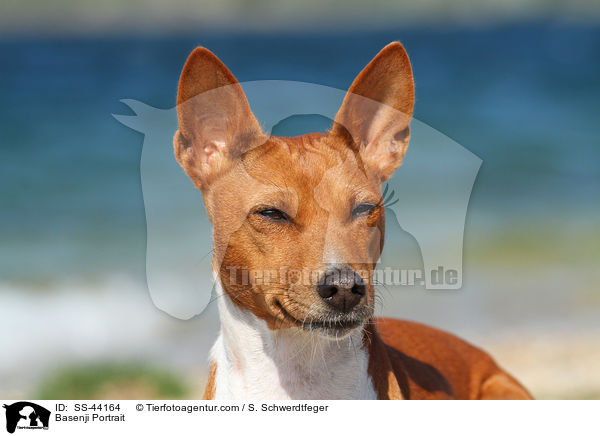 Basenji Portrait / Basenji Portrait / SS-44164