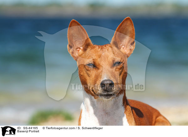 Basenji Portrait / Basenji Portrait / SS-44165