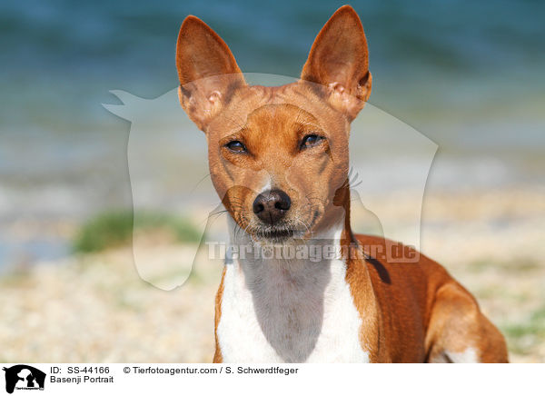 Basenji Portrait / SS-44166