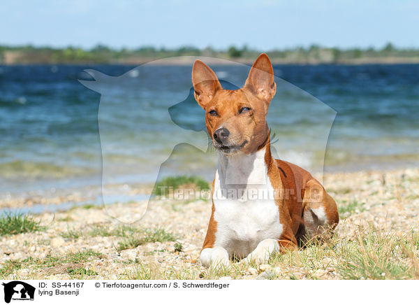 liegender Basenji / lying Basenji / SS-44167
