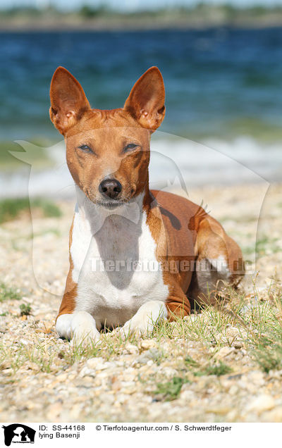 liegender Basenji / lying Basenji / SS-44168