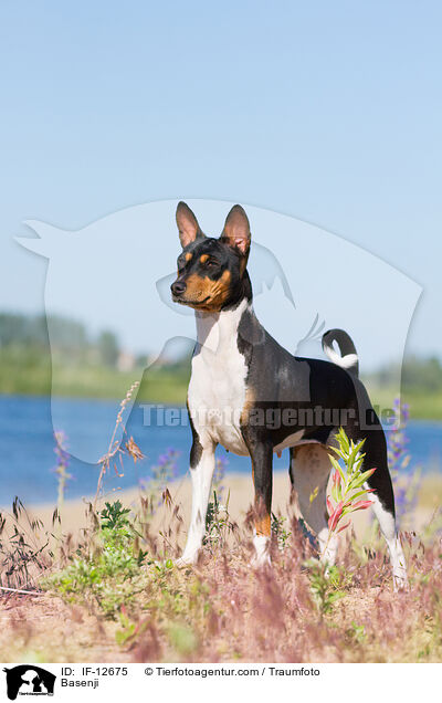 Basenji / IF-12675