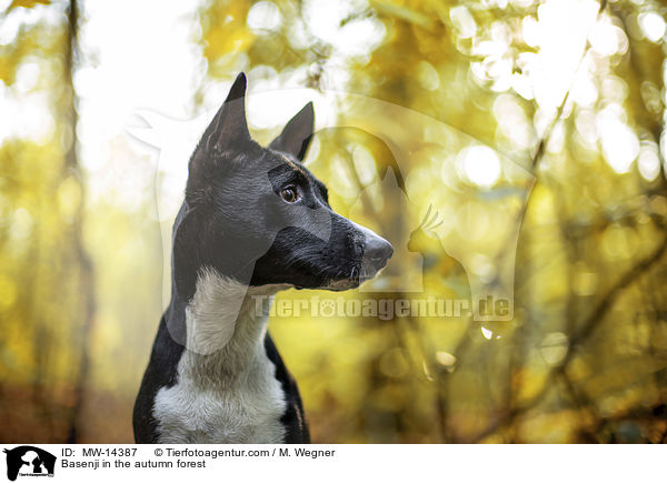 Basenji im herbstlichen Wald / Basenji in the autumn forest / MW-14387