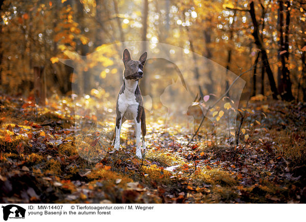 young Basenji in the autumn forest / MW-14407