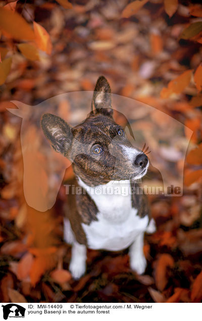 junger Basenji im  herbstlichen Wald / young Basenji in the autumn forest / MW-14409