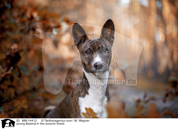 junger Basenji im  herbstlichen Wald / young Basenji in the autumn forest / MW-14412