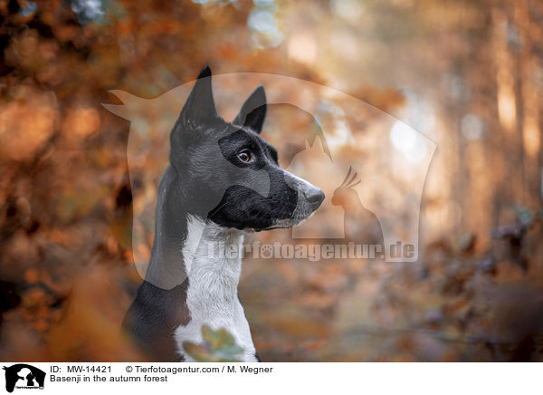 Basenji in the autumn forest / MW-14421